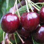 Черешня Народная
