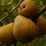 Груша Белорусская поздняя