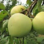 Яблоня Коштеля поздний сорт — изображение 3