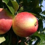Яблоня Лигол поздний сорт — изображение 2