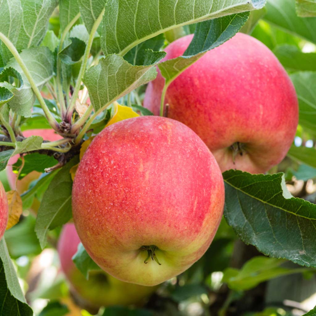 Осенние сорта яблок Гала