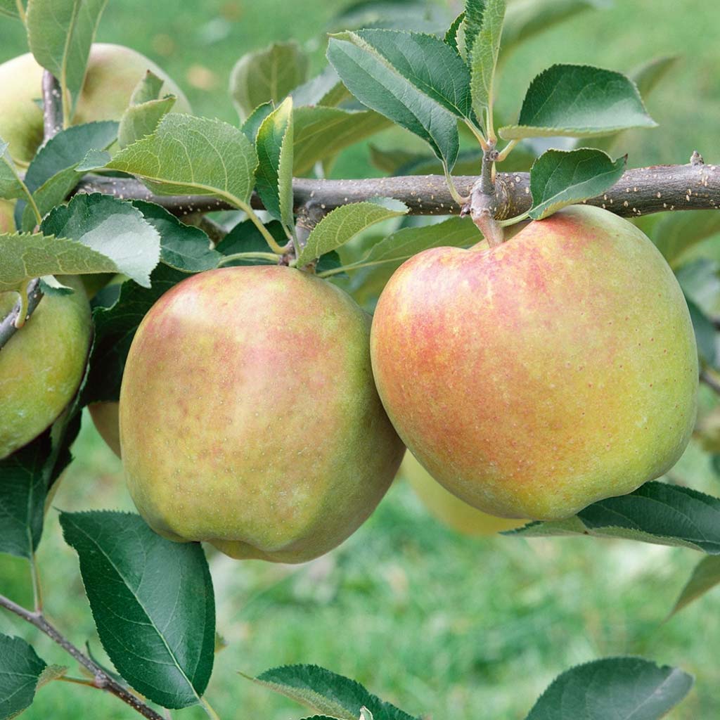 сорт яблони корей фото и описание сорта