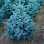 Ель колючая Мисти Блю (Misty Blue)