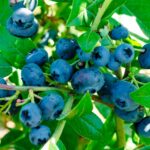 Голубика Нортблю (Northblue)