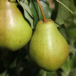 Груша Сокровище