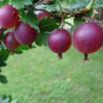 Крыжовник Северный капитан