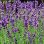 Лаванда узколистная (Lavandula angustifolia)