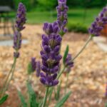 Лаванда узколистная (Lavandula angustifolia)