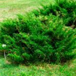 Можжевельник казацкий (Juniperus sabina)