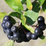 Рябина черноплодная Арония — изображение 2