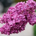 Сирень