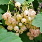 Смородина белая Смольяниновой