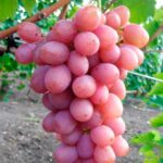 Виноград Гурман ранний