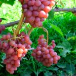 Виноград Блестящий
