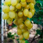 Виноград Цимус