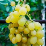 Виноград Цимус
