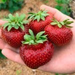 Рассада клубники сорта МАЛЬВИНА