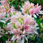 Рододендрон листопадный (Азалия) Вестерн Лайтс