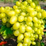 Виноград Аркадия