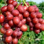 Виноград Пёстрый